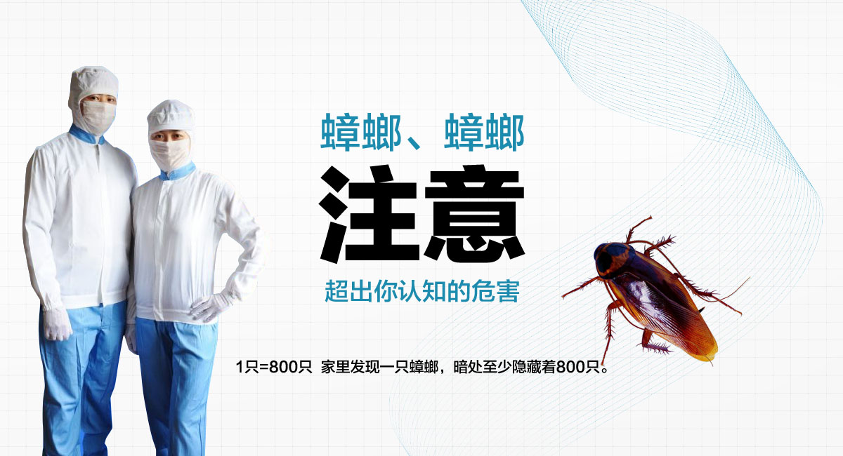 1只=800只 家里發(fā)現(xiàn)一只蟑螂，暗處至少隱藏著800只。